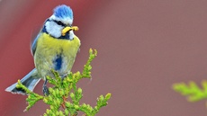 Blaumeise_mit_Futter (10).jpg